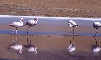 Flamingi na słonym jeziorze