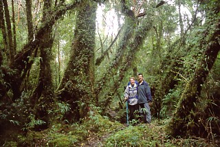 Deszczowy las na wyspie Chiloe