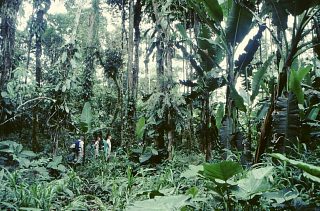 W amazońskiej dżungli