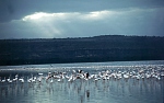 Flamingi na jeziorze Nakuru (64 KB)