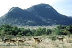Krajobraz parku narodowego Samburu (102 KB)