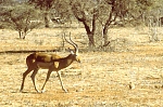 Antylopa impala (92 KB)