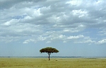 Sawanna w rezerwacie Masai Mara (53 KB)