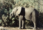 Mały słoń w parku Samburu (96 KB)