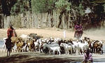 Masajskie stado (86 KB)
