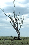 Samotność na sawannie w Masai Mara (37 KB)
