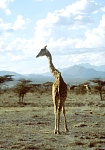 Żyrafa siatkowa w parku Samburu (33 KB)