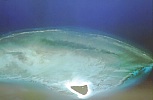 Atol Mnemba w pobliżu wyspy Zanzibar (35 KB)