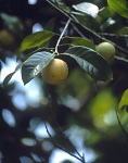 Owoc drzewa muszkatołowego (22 KB)