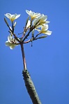 Kwiat krzewu oleandru (20 KB)