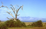 Jezioro Manyara (65 KB)