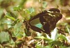 Górski motyl (65 KB)