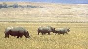 Rodzina czarnych nosorożców (84 KB)