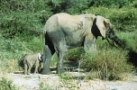 Słonica ze słoniątkiem (109 KB)