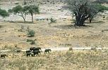 Stada słoni na sawannie (103 KB)
