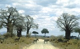 Zebry wśród baobabów (75 KB)