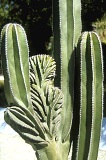 Meksykański kaktus (44 KB)