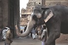 Świątynny słoń w Tanjore (70 KB)