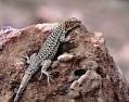 Jaszczurka z pustyni Atacama (98 KB)