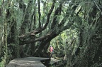 Pierwotny las w parku narodowym Chiloe (116 KB)