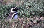 Pingwin Magellana (91 KB)