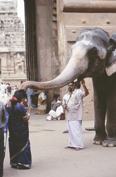Słoń w świątyni Brihadeshwara w Tanjore