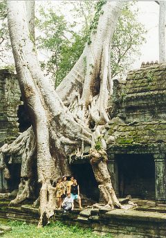 Potężne korzenie banianu w świątyni Ta Phrom