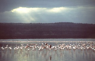 Flamingi na jeziorze Nakuru