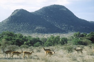 Antylopy impala w Samburu