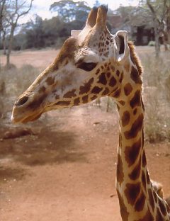 Żyrafa Rotschilda w ośrodku Langata