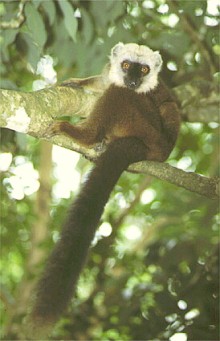 Lemur płowy