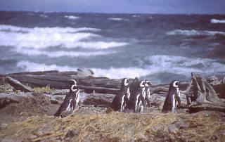 Kolonia pingwinów koło Punta Arenas