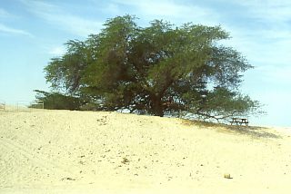 Drzewo życia na pustyni Bahrajnu