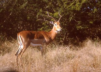 Samiec antylopy impala