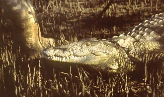 Krokodyl na namorzynach