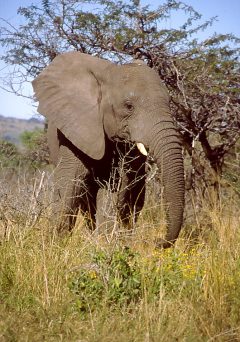 Słoń w parku narodowym