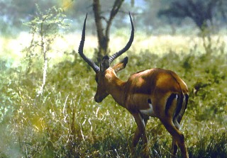 Antylopa impala