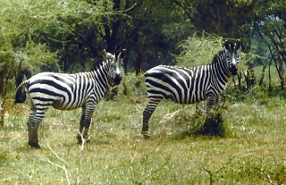 Zebry w parku Akagera