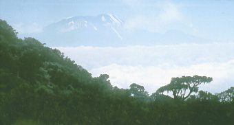 Szczyt Kilimandżaro widziany ze stoków Meru
