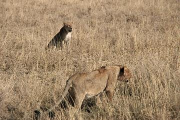 Lwy w parku Serengeti